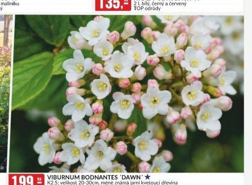 VIBURNUM BODNANTES 'DAWN'