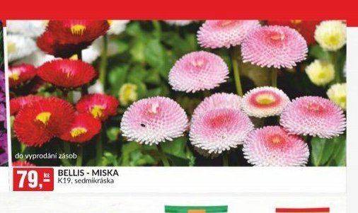 BELLIS - MISKA