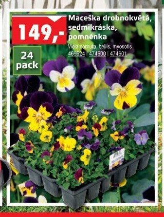 Maceška drobnokvětá, sedmikráska, pomněnka