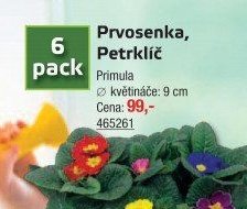 Prvosenka, Petrklíč