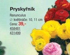 Pryskyřník