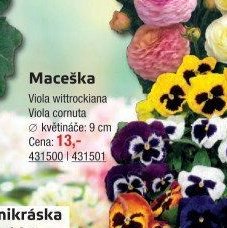 Maceška