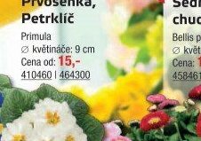 Prvosenka, Petrklíč
