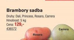 Brambory sadba