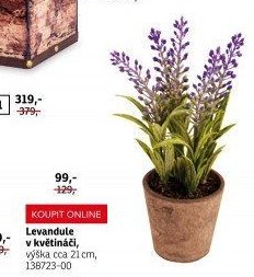 Levandule v květináči