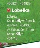Lobelka