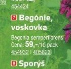 Begónie voskovka