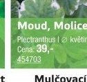 Moud, Molice