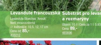 Levandule francouzská