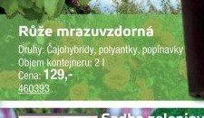 Růže mrazuvzdorná