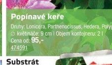 Popínavé keře