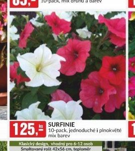 Surfinie 10-pack, jednoduché i plnokvěté mix barev