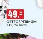 OSTEOSPERMUM