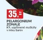 PELARGONIUM ZONALE