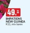 IMPATIENS NEW GUINEA