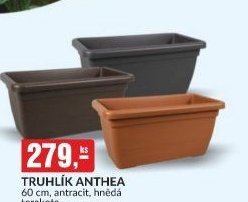 TRUHLÍK ANTHEA