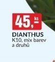 DIANTHUS