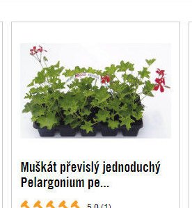 Muškát převislý jednoduchý Pelargonium pe...