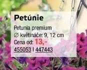 Petúnie