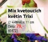 Mix kvetoucích květin Trixi