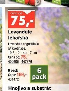 Levandule lékařská
