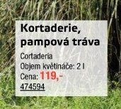 Kortaderie, pampová tráva