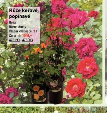Růže keřové, popínavé