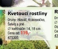 Kvetoucí rostliny