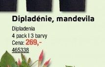 Dipladénie, mandevila
