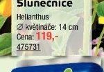 Slunečnice