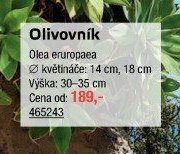 Olivovník