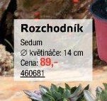 Rozchodník
