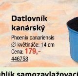 Datlovník kanárský