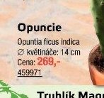 Opuncie