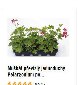 Muškát převislý jednoduchý Pelargonium pe...