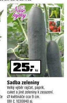 Paprika sazenice