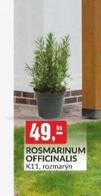 ROSMARINUM OFFICINALIS K11, rozmarýn