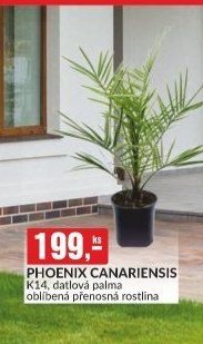PHOENIX CANARIENSIS K14, datlová palma