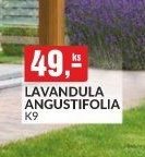 LAVANDULA ANGUSTIFOLIA K9