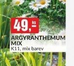 ARGYRANTHEMUM MIX K11, mix barev