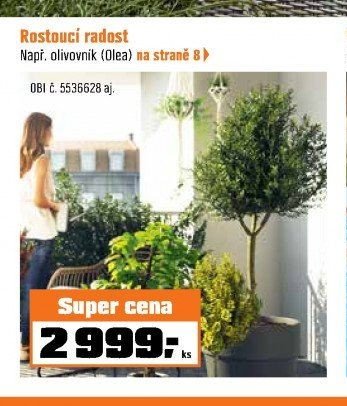 Rostoucí radost, Např. olivovník (Olea)