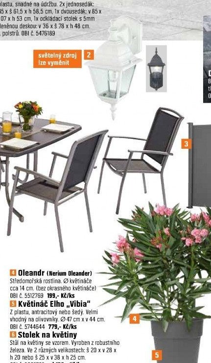 Oleandr (Nerium Oleander)