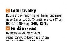 Letní trvalky