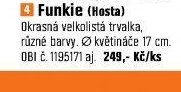Funkie (Hosta)