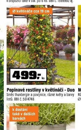 Popínavé rostliny v květináči - Duo