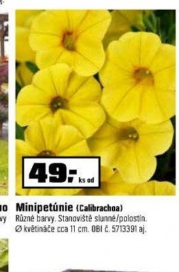 Minipetúnie (Calibrachoa)