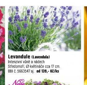 Levandule (Lavendula)