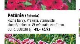 Petúnie (Petunia)