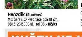 Hvozdík (Dianthus)