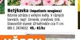 Netýkavka (Impatients neuginea)